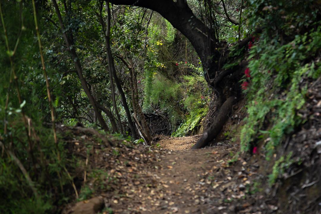 Sendero en bosque nativo — fondo evocativo de la cita de Alexander von Humboldt